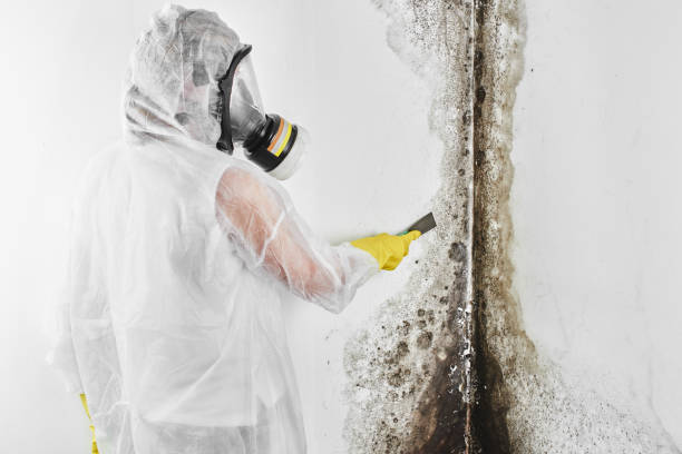 Attic Mold Removal in Horace, ND