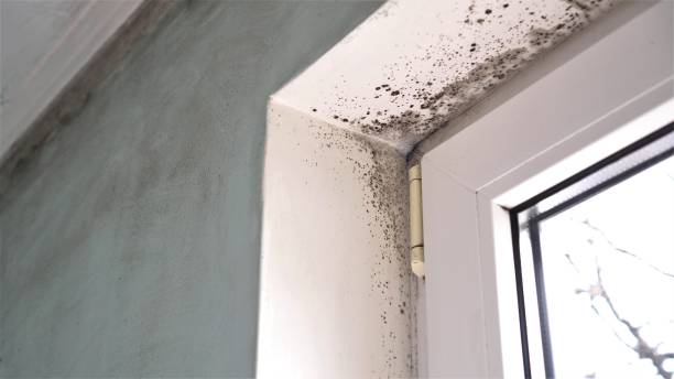 Best Mold Removal Process  in Horace, ND