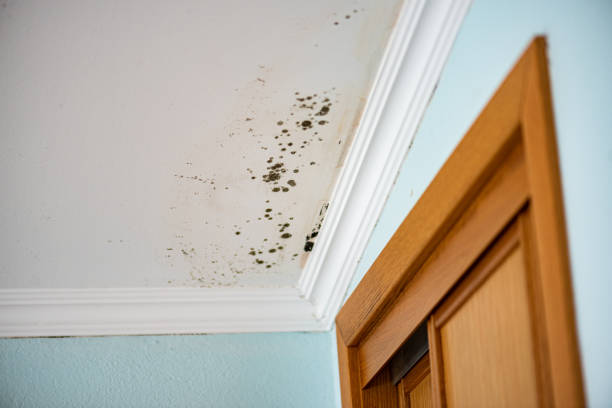 Best Affordable Mold Removal  in Horace, ND