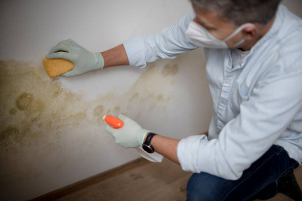 Mold Removal Process in Horace, ND
